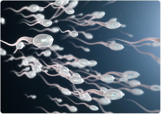 What Is Male Infertility, Testing, & Possible Causes (Part 1)